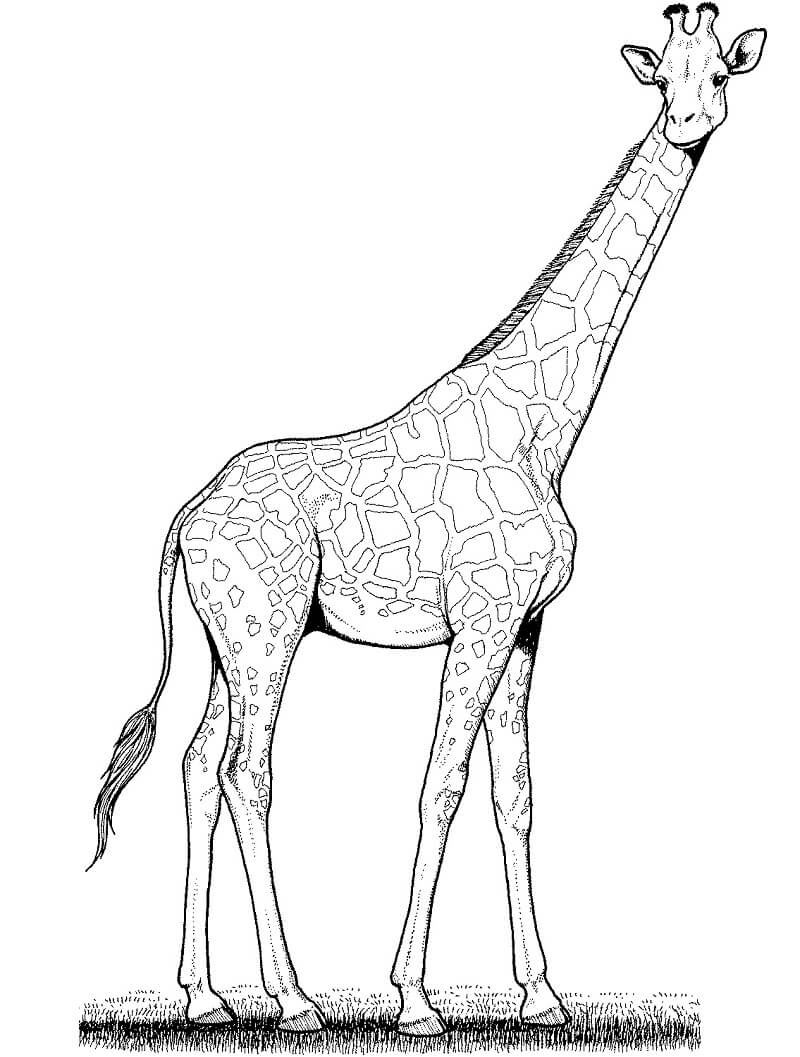 Desenho de Girafa Fácil para Imprimir e Pintar