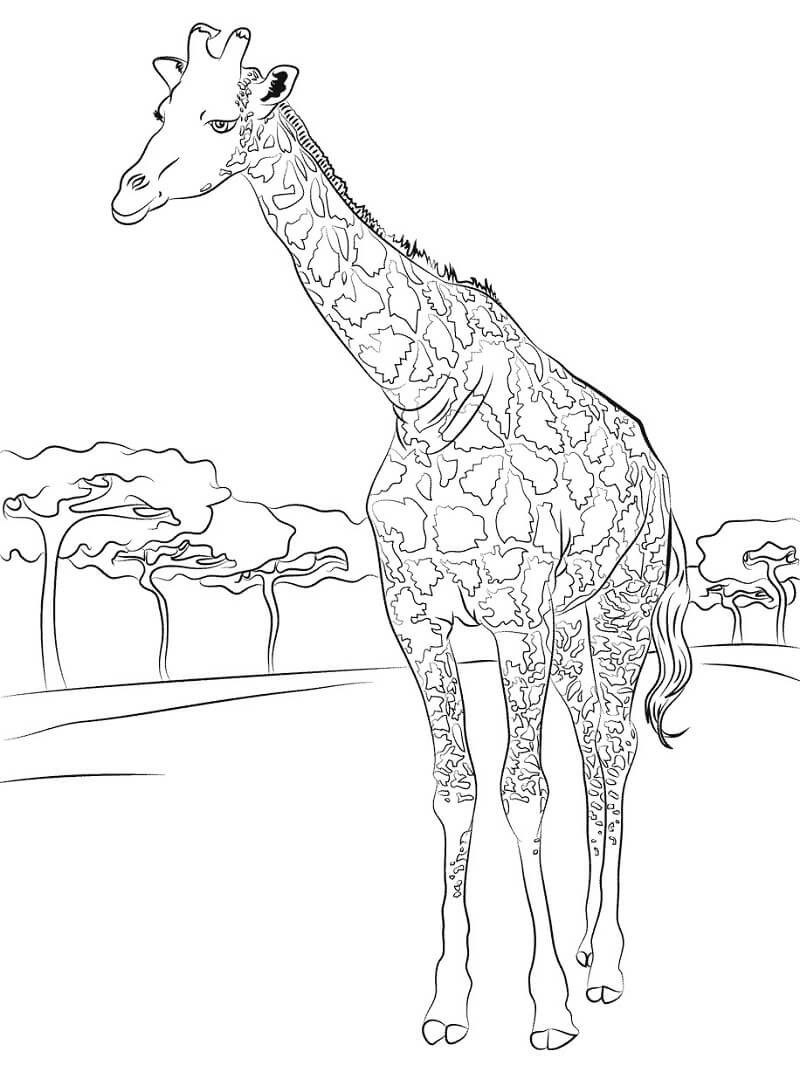 Desenho de Girafa Grande para Colorir Pdf e Pintar