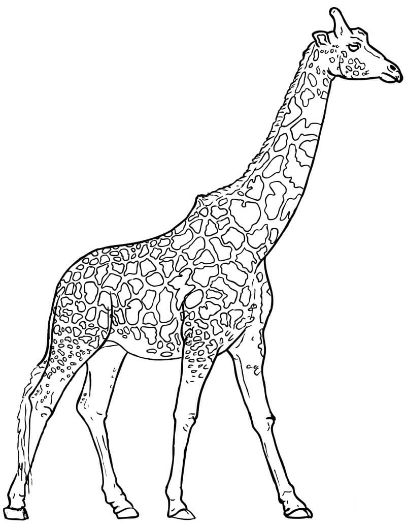 Desenho de Girafa Linda para Colorir e Pintar