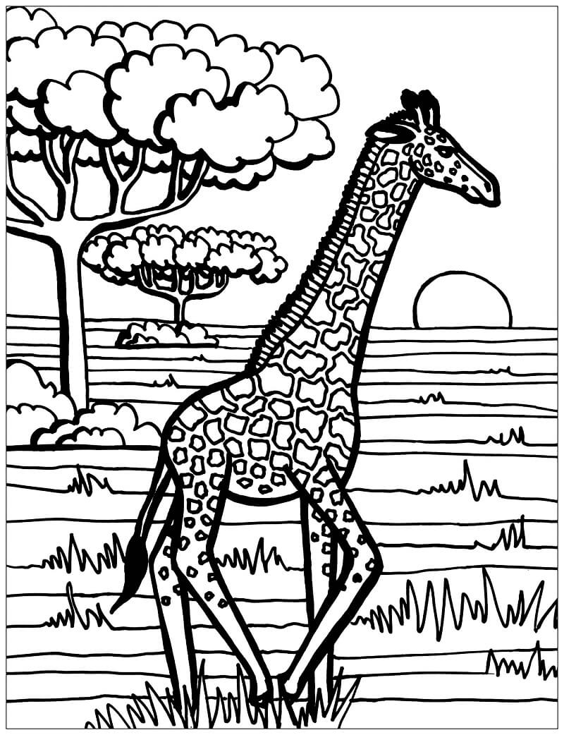 Desenho de Girafa Passeando na Selva para Colorir e Pintar