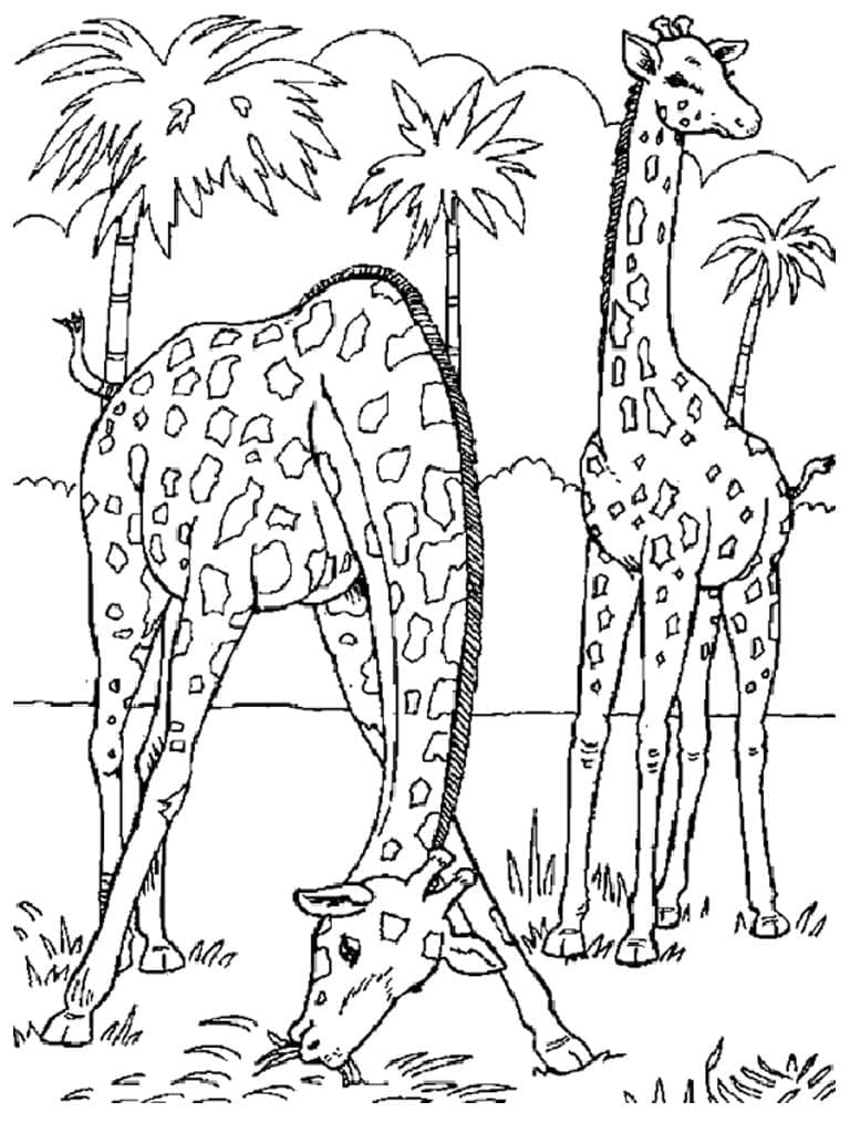 Desenho de Girafas para Colorir e Pintar