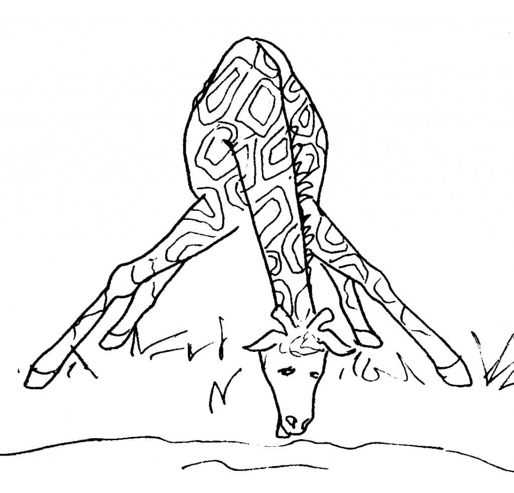 Desenho de Imagem de Girafa para Colorir e Pintar