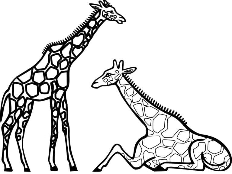 Desenho de Imagem de Girafas para Colorir e Pintar