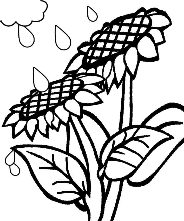 Desenho de Chuva e Girassóis para Colorir e Pintar