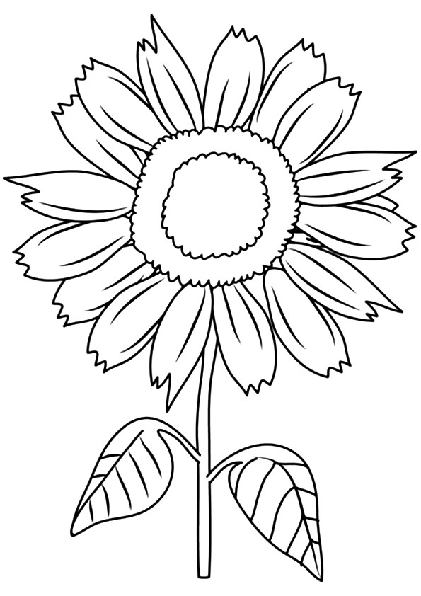Desenho de Flor Girassol para Colorir Pdf e Pintar