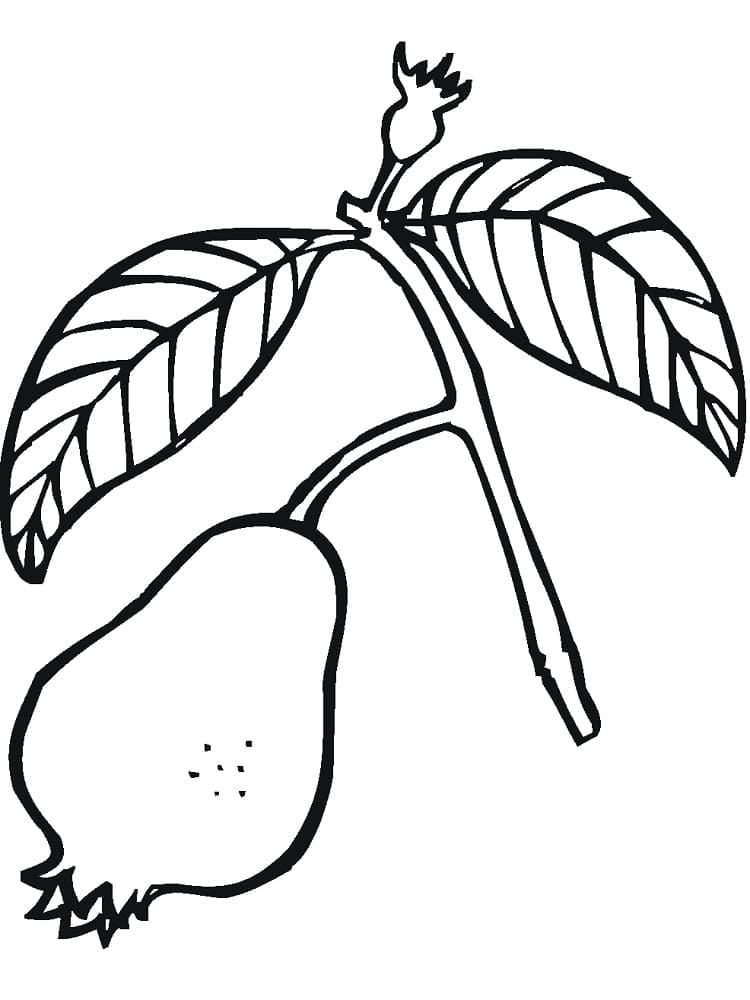 Desenho de uma Goiaba para Colorir e Pintar