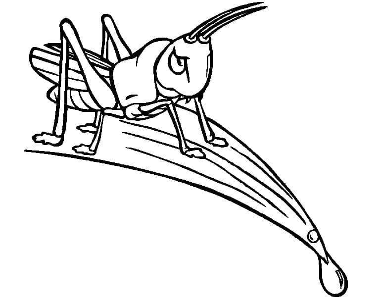 Desenho de Grilo em uma Folha para Colorir e Pintar