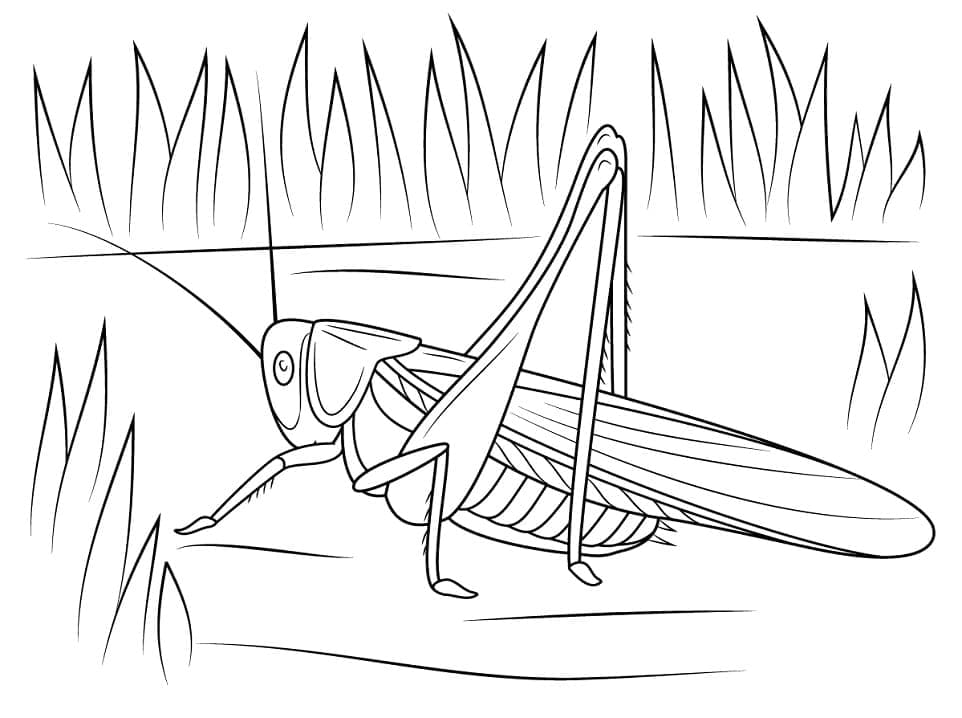 Desenho de Grilo Normal para Colorir e Pintar