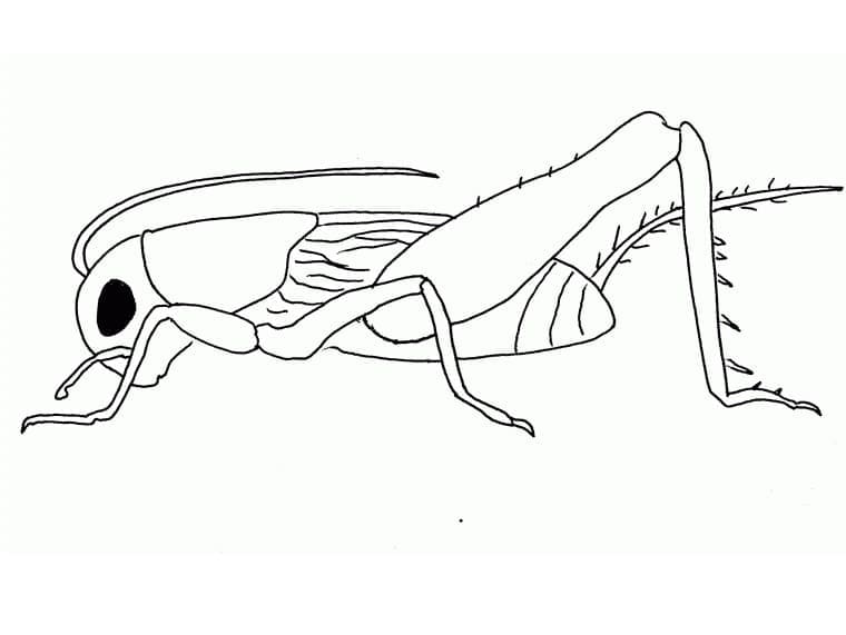 Desenho de Inseto Grilo para Colorir e Pintar