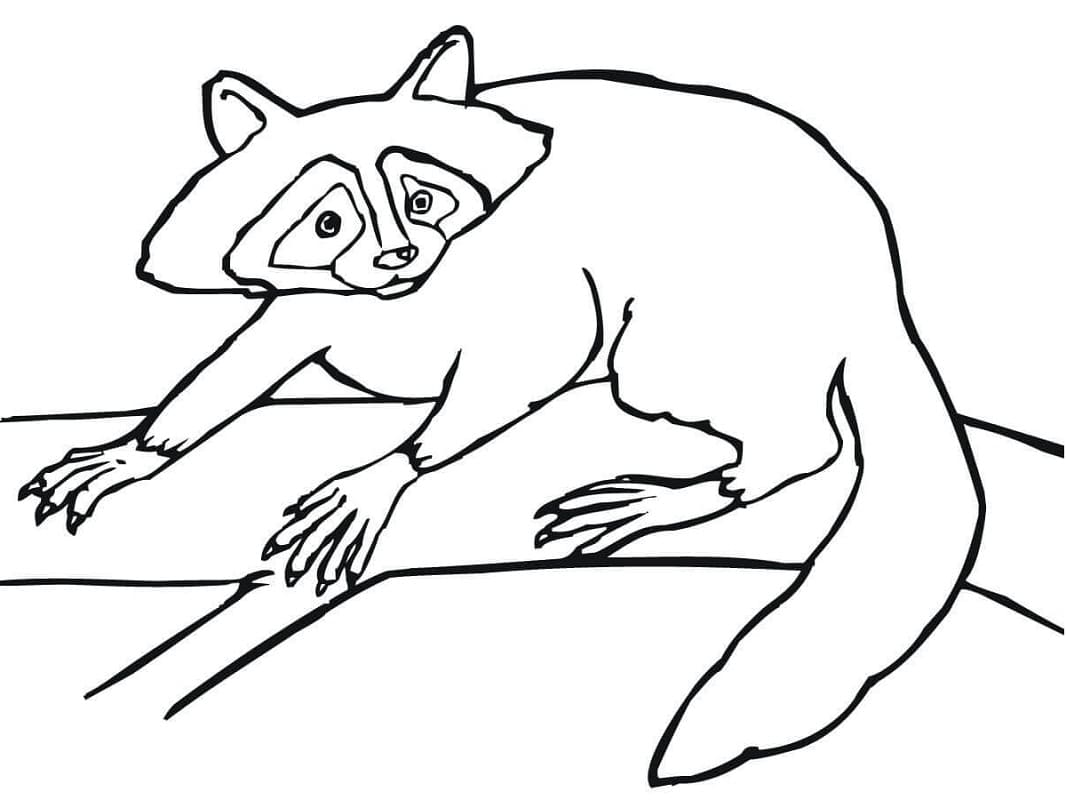 Desenho de Guaxinim para Imprimir Lápis de Cor e Pintar