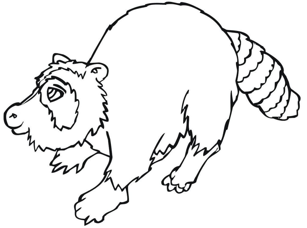 Desenho de Guaxinim Simples para Colorir e Pintar