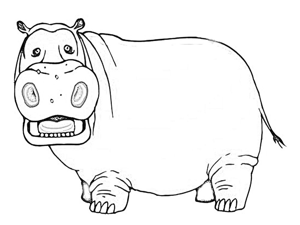 Desenho de Hipopótamo Desenho Simples para Colorir e Pintar