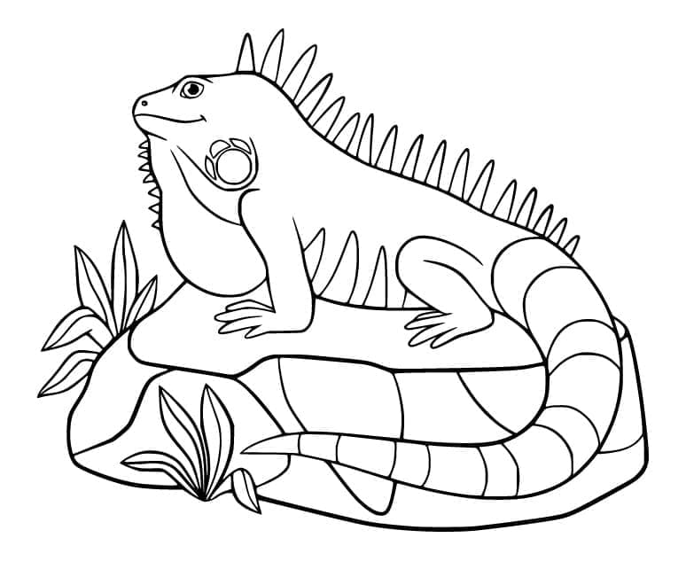 Desenho de Iguana Alegre para Colorir e Pintar