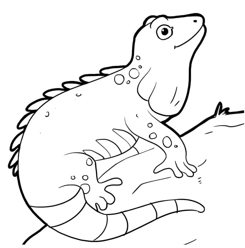 Desenho de Iguana Feliz para Colorir e Pintar