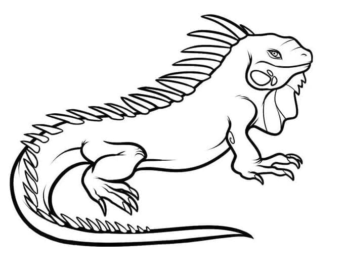 Desenho de Iguana Imprimivel para Colorir e Pintar