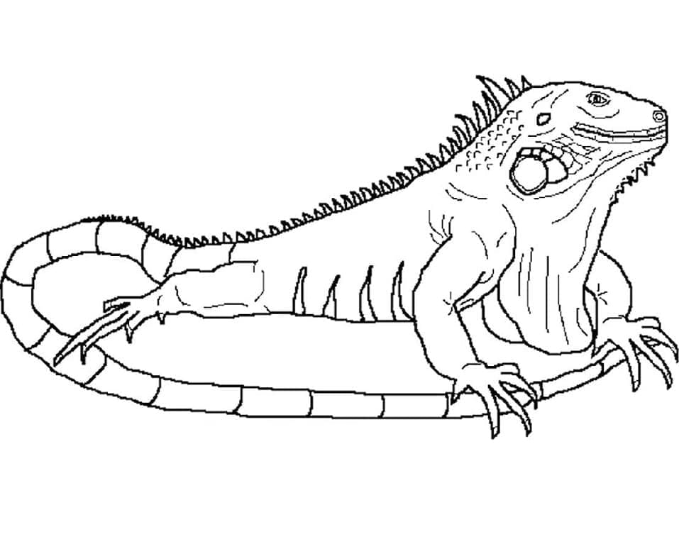 Desenho de Iguana Normal para Colorir e Pintar