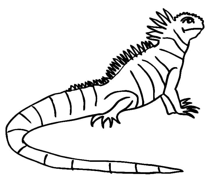 Desenho de Iguana para Desenhar e Pintar
