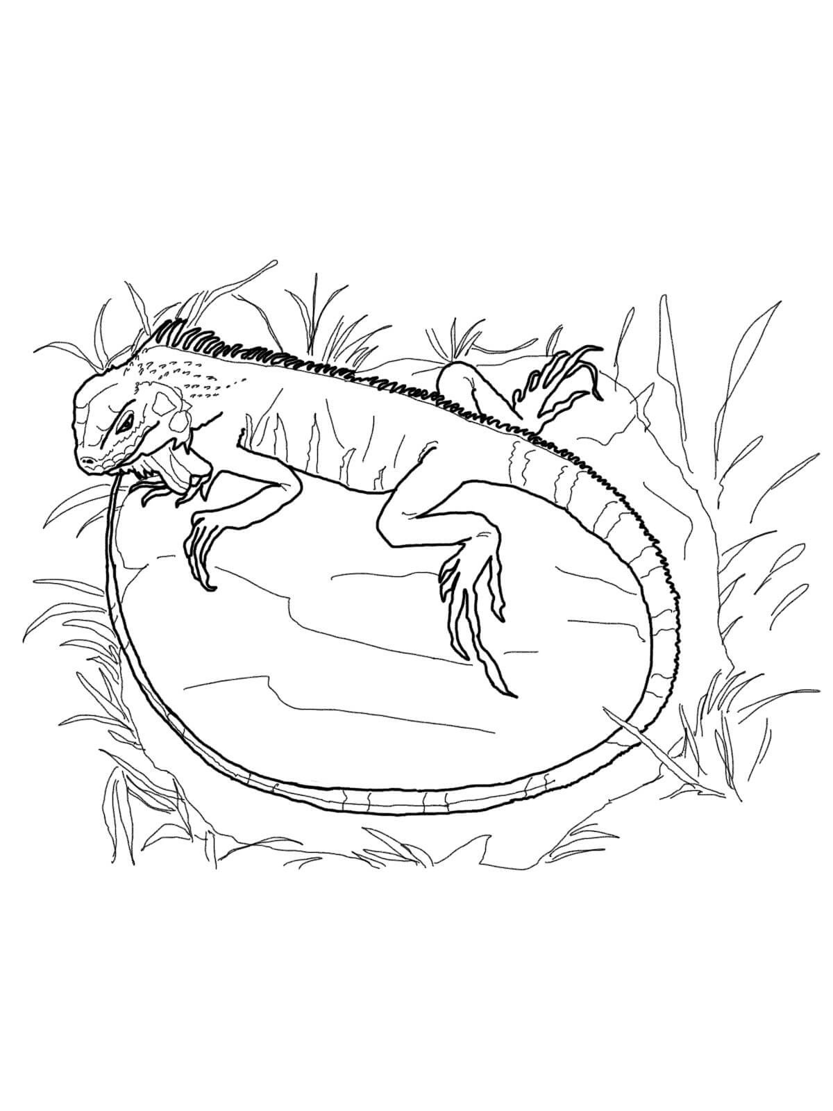 Desenho de Iguana Passeando no Jardim para Baixar e Pintar