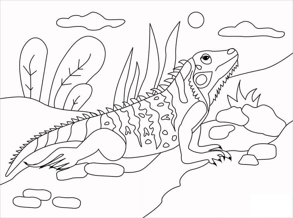 Desenho de Imagem de Iguana para Colorir e Pintar