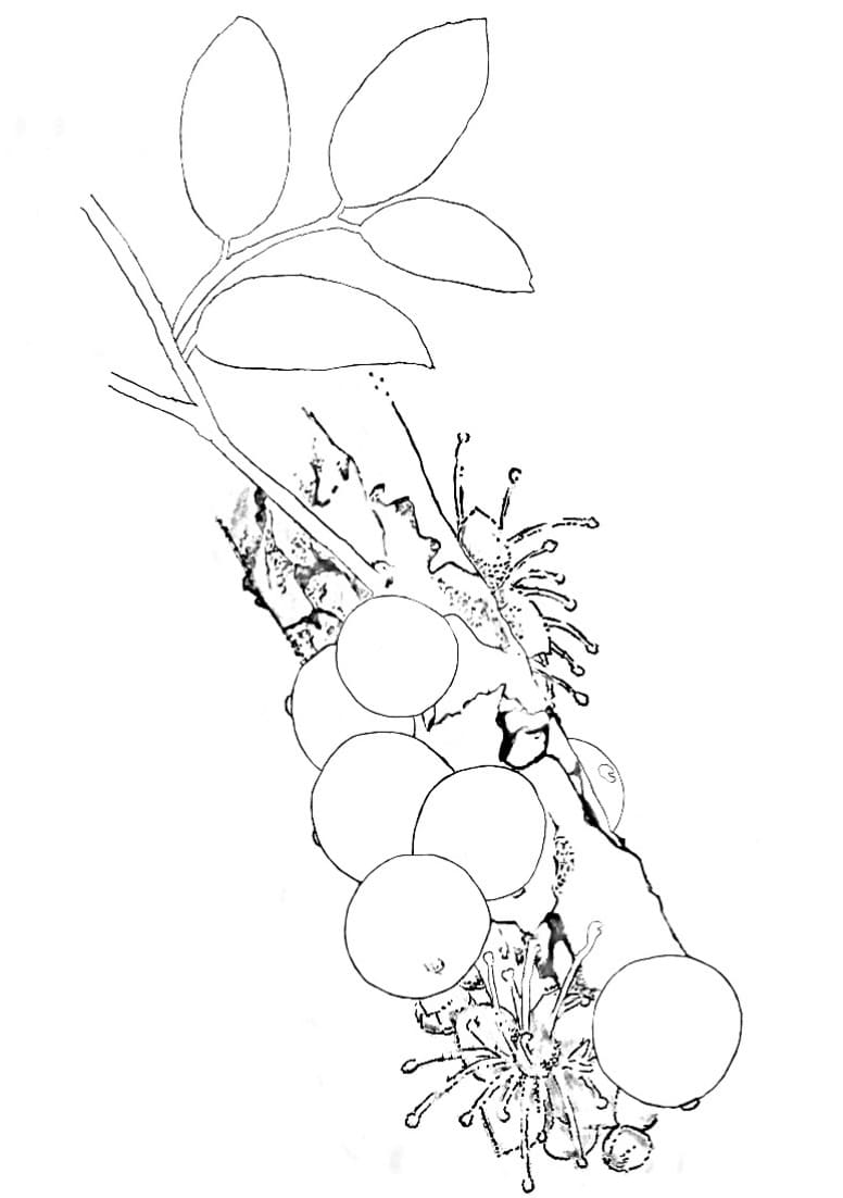 Desenho de Jabuticaba Imagens Grátis e Pintar