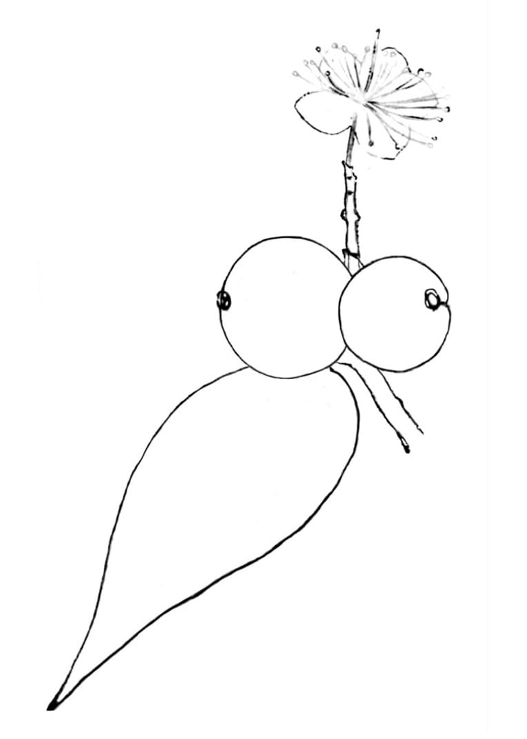 Desenho de Jabuticaba para Pintar Giz de Cera