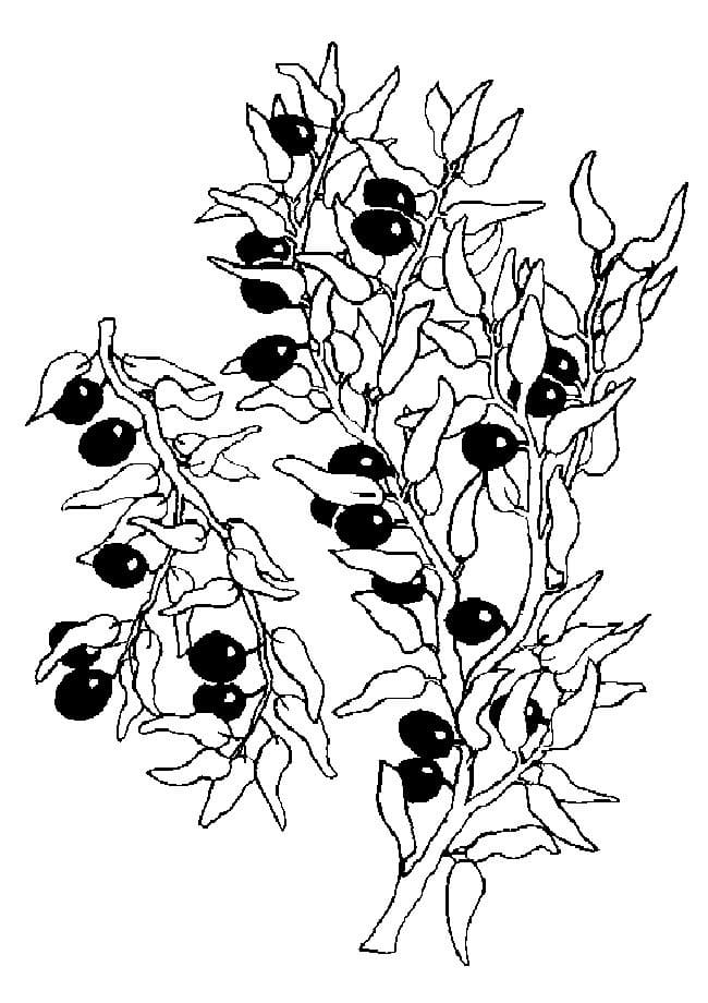 Desenho de Jabuticaba Pdf Grátis e Pintar