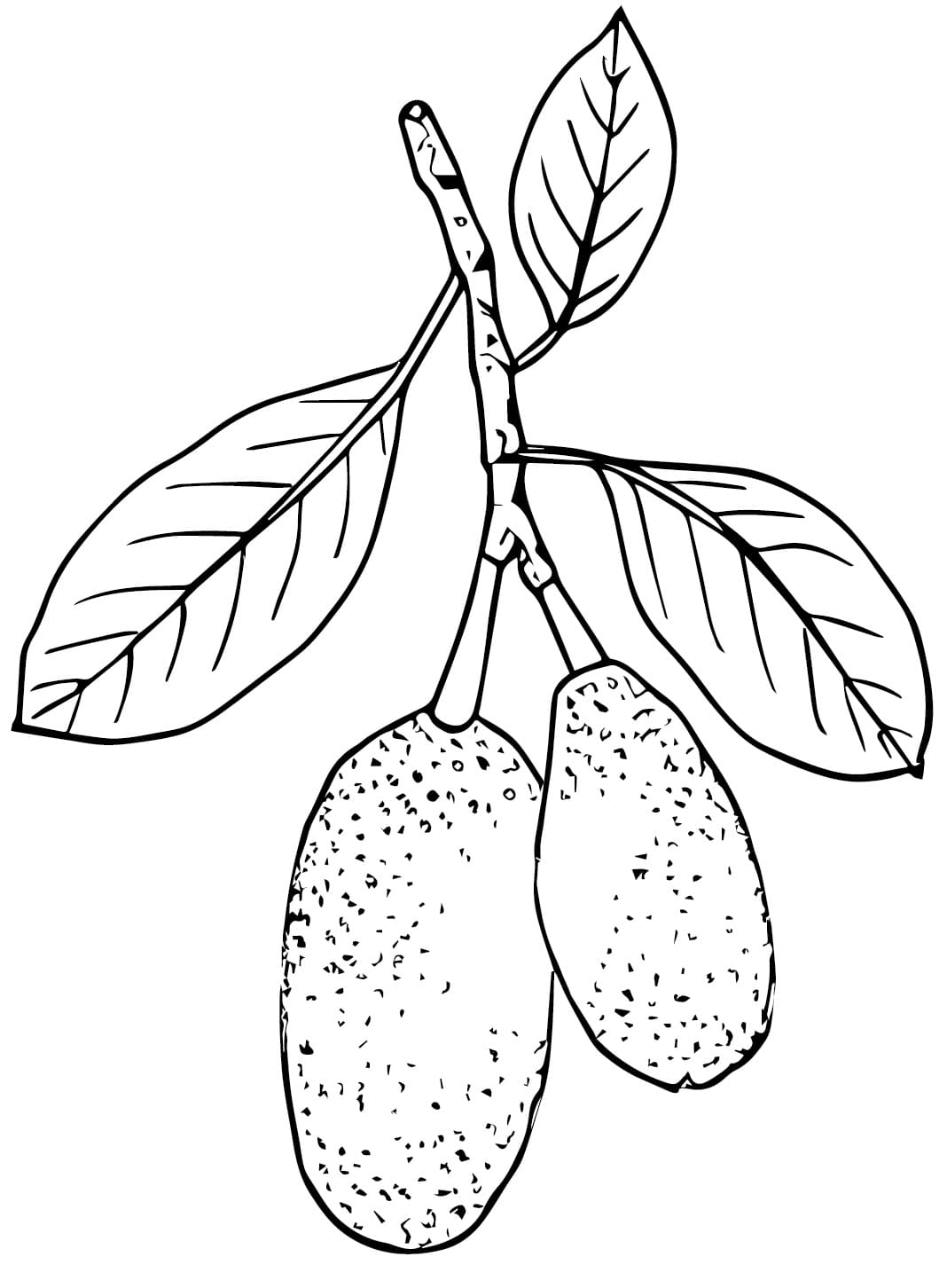 Desenho de Duas Jacas para Colorir e Pintar