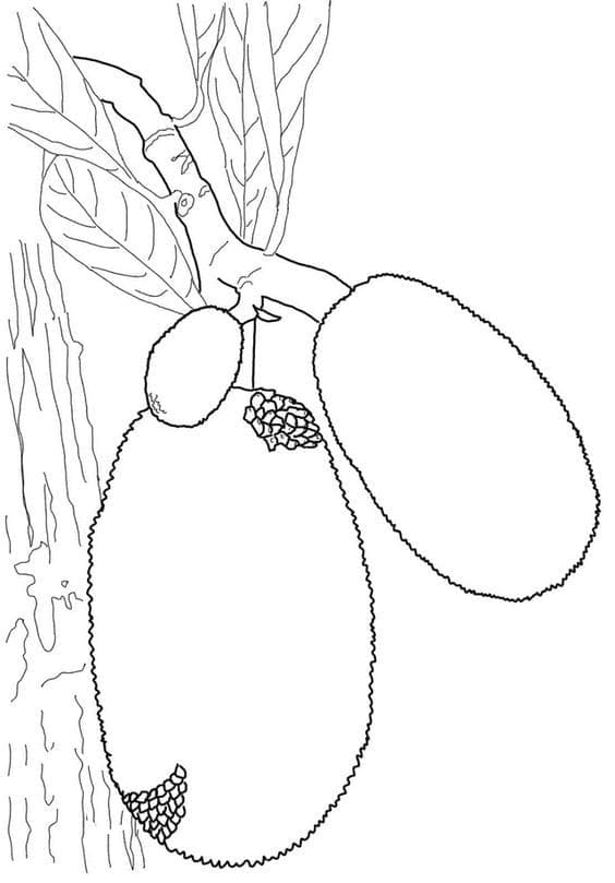 Desenho de Imagem de Jacas para Colorir e Pintar