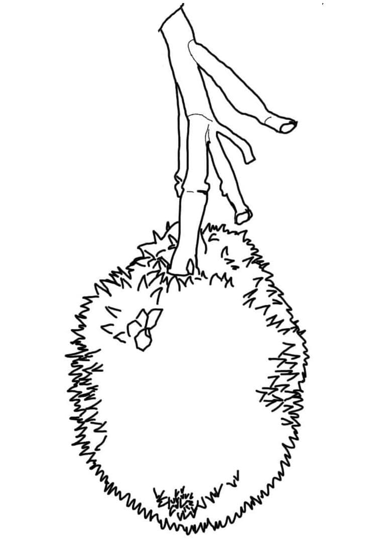 Desenho de Imprimivel Jaca para Colorir e Pintar