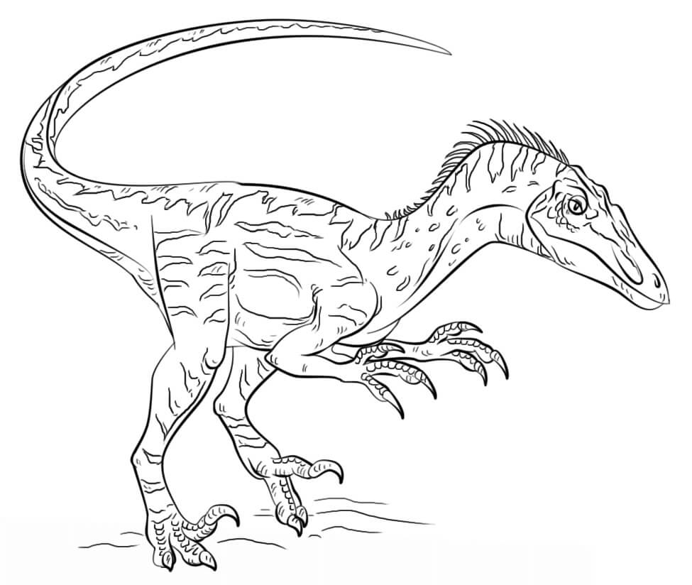 Desenho de Dinossauro Velociraptor Jurassic Park para Imprimir e Pintar