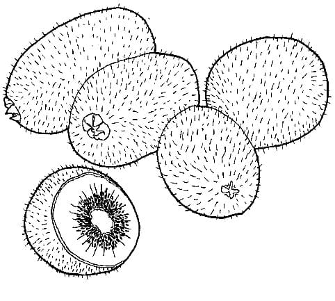 Desenho de Kiwi Pintura Lápis de Cor e Pintar