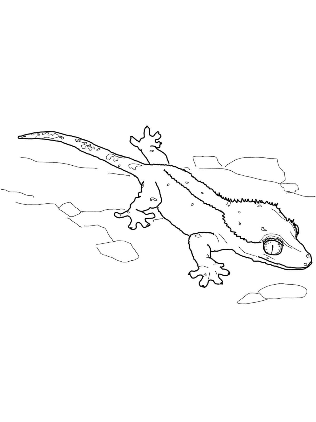 Desenho de Lagartixa para Pintar Grátis