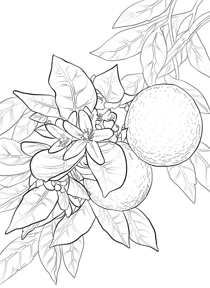 Desenho de Laranja para Colorir Giz de Cera e Pintar