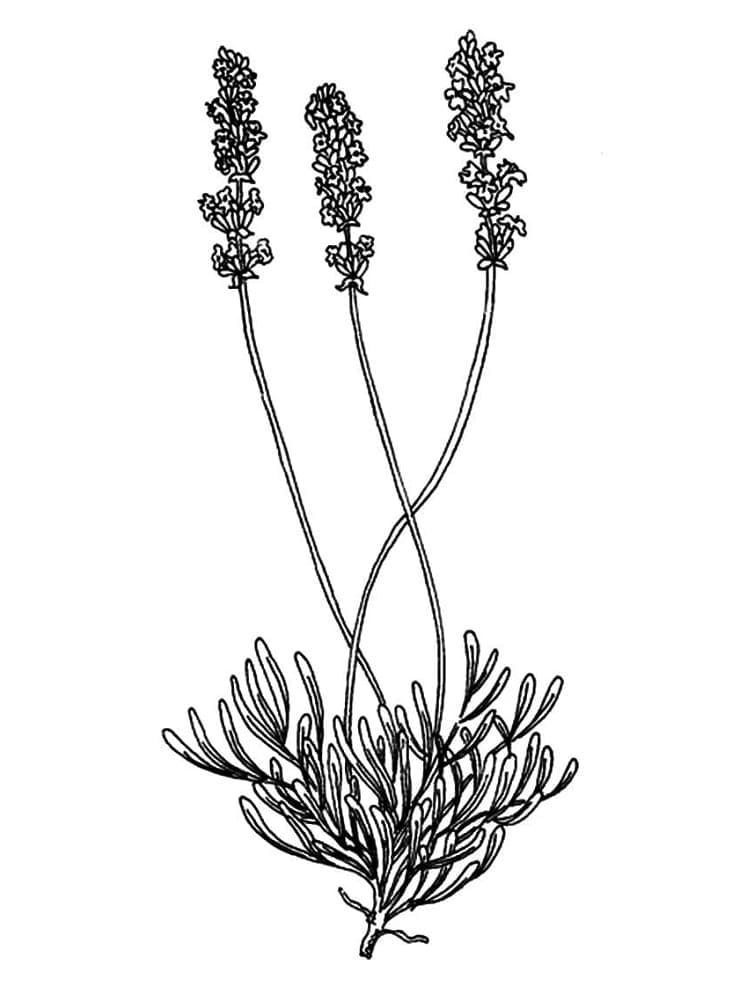Desenho de Bela Lavanda para Colorir e Pintar