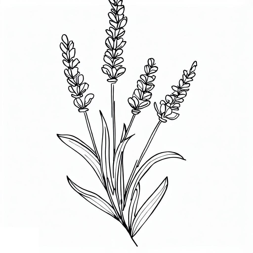 Desenho de Flor de Lavanda para Colorir e Pintar