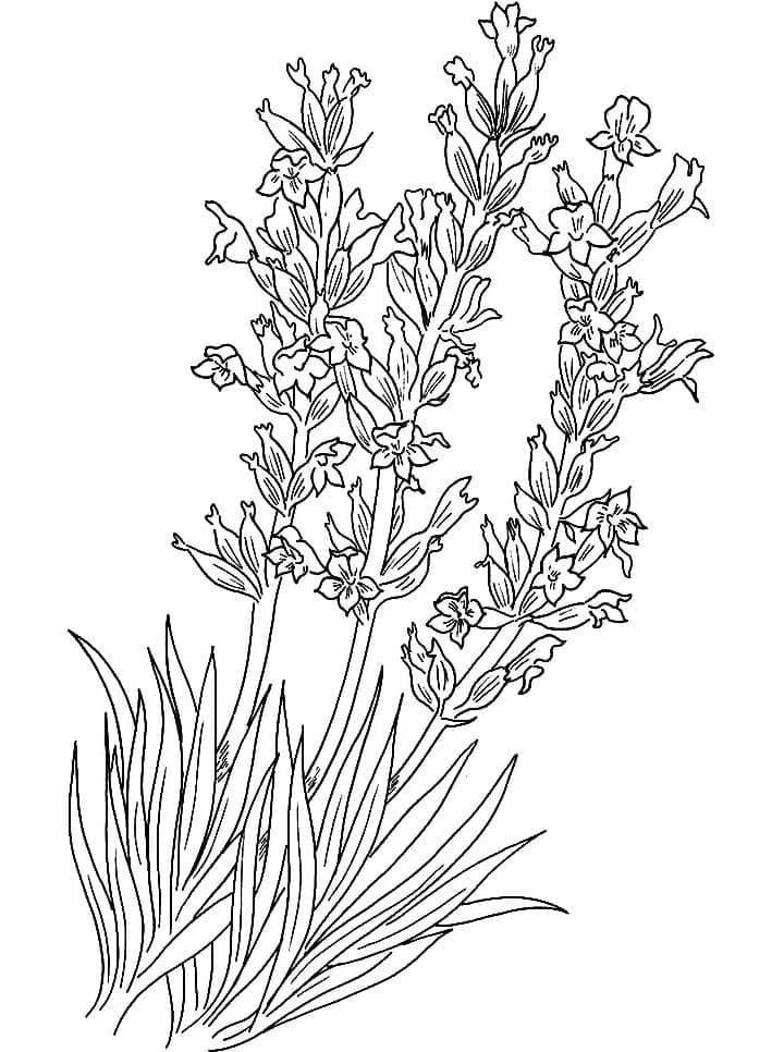 Desenho de Lavanda Grátis para Crianças para Colorir e Pintar