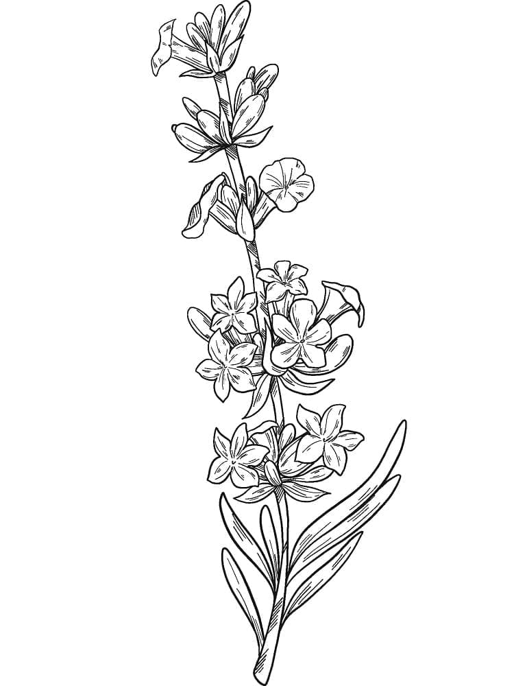 Desenho de Plantá de Lavanda Grátis para Colorir e Pintar