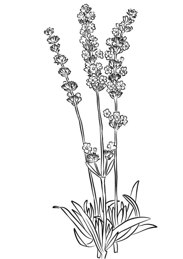 Desenho de Plantá de Lavanda Grátis para Crianças para Colorir e Pintar