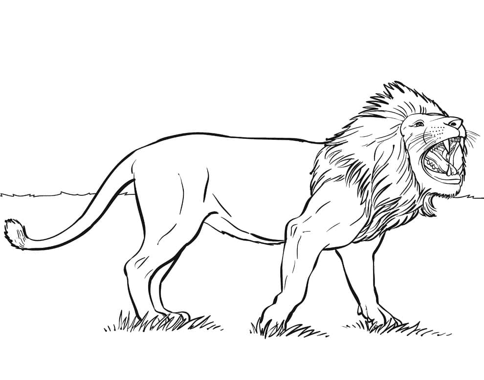 Desenho de Leão que Ruge para Colorir e Pintar