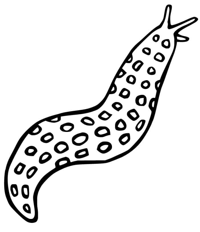 Desenho de Lesma Muito Fácil de Desenhar e Colorir e Pintar