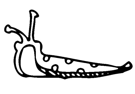 Desenho Fácil para Imprimir de Lesma e Pintar