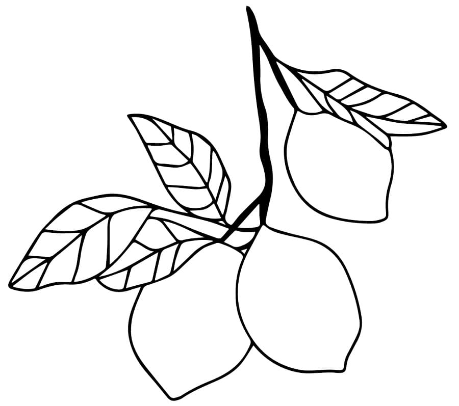 Desenho de Três Limões para Colorir e Pintar