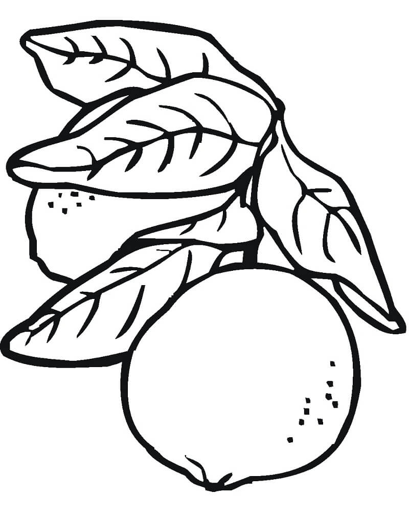 Desenho de Limão para Colorir Imprimivel Pdf e Pintar