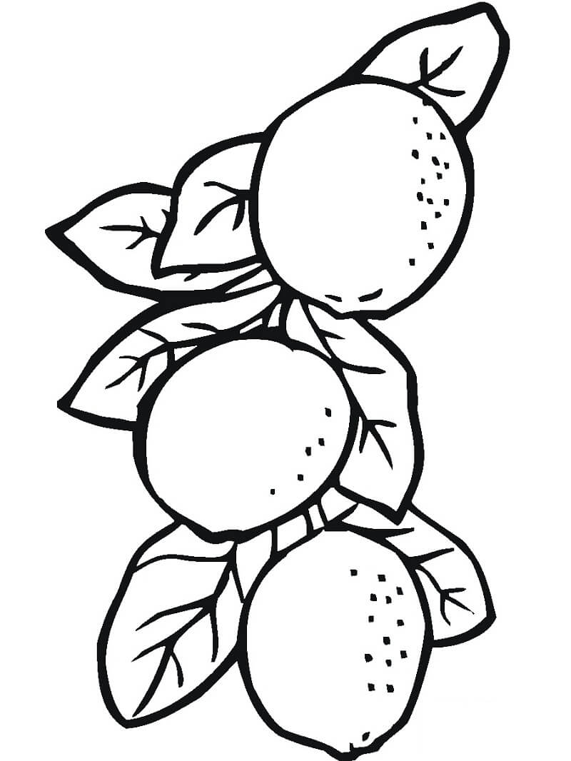 Desenho de Limão para Colorir Online Download e Pintar