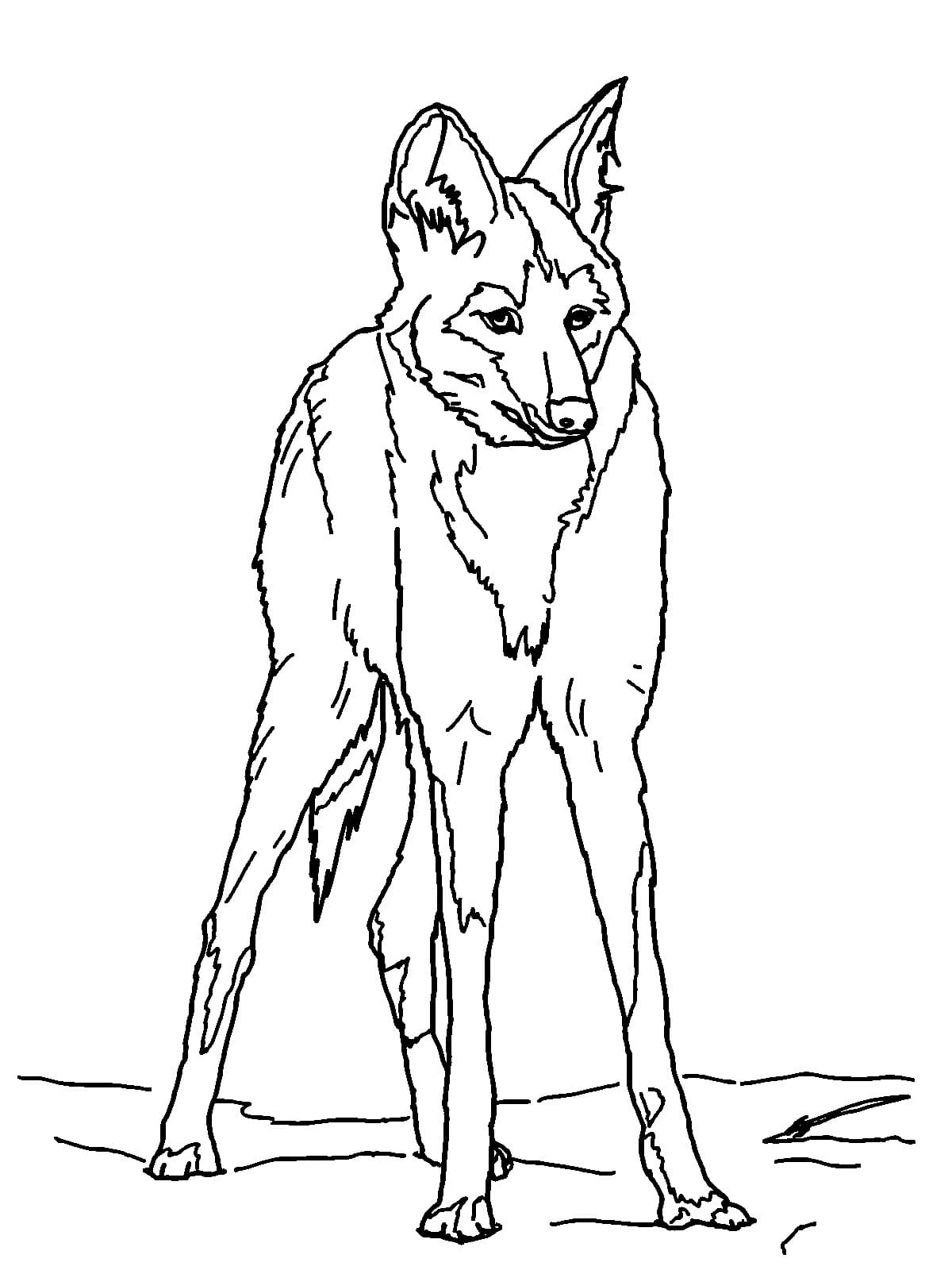 Desenho de Lobo Guara Grátis para Colorir e Pintar