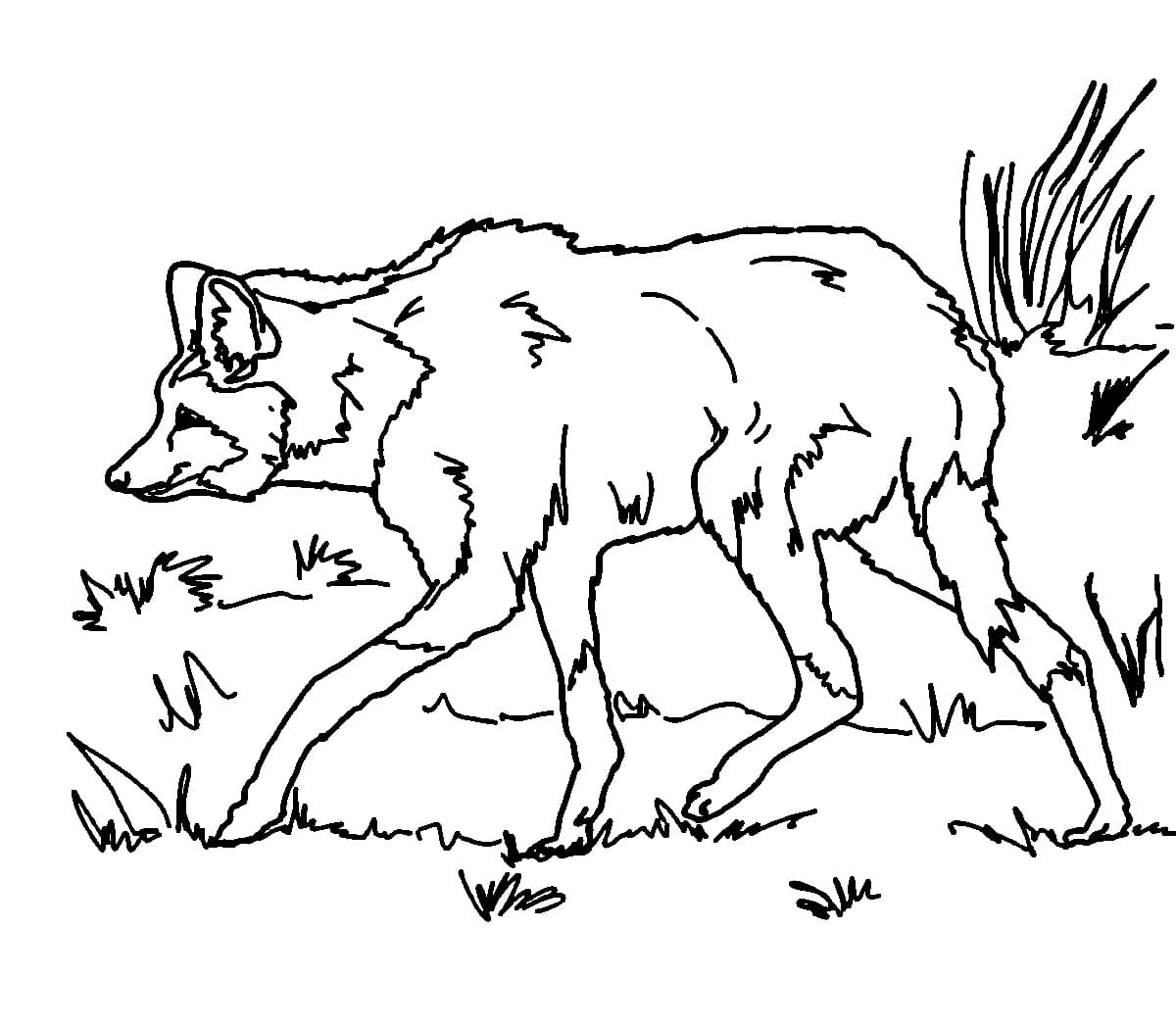 Desenho de Lobo Guara Imprimivel Grátis para Colorir e Pintar