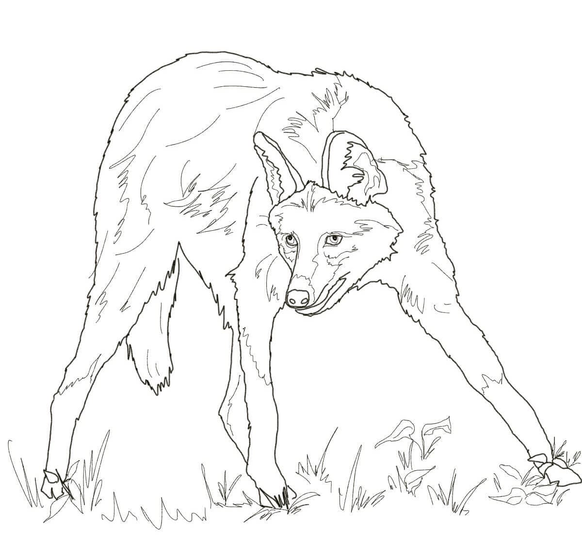 Desenho de Lobo Guara Normal para Colorir e Pintar