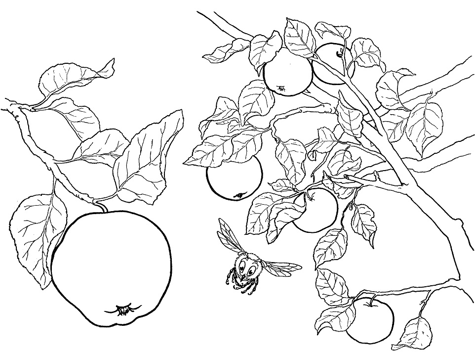 Desenho Imprimivel de Fruta Maçã para Colorir e Pintar