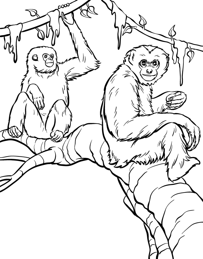 Desenho de Dois Macacos em Galho de Árvore para Colorir e Pintar