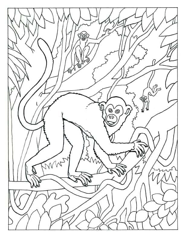 Desenho de Macaco Selvagem para Colorir e Pintar